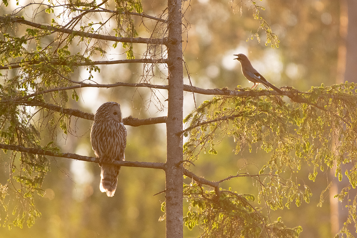 Händkakk ja pasknäär